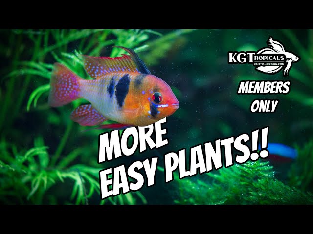 More Easy Plants MEMBERS ONLY