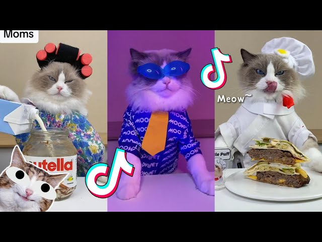 That Little Puff | Cats Make Food 😻 | TikTok Compilation 2023 #4