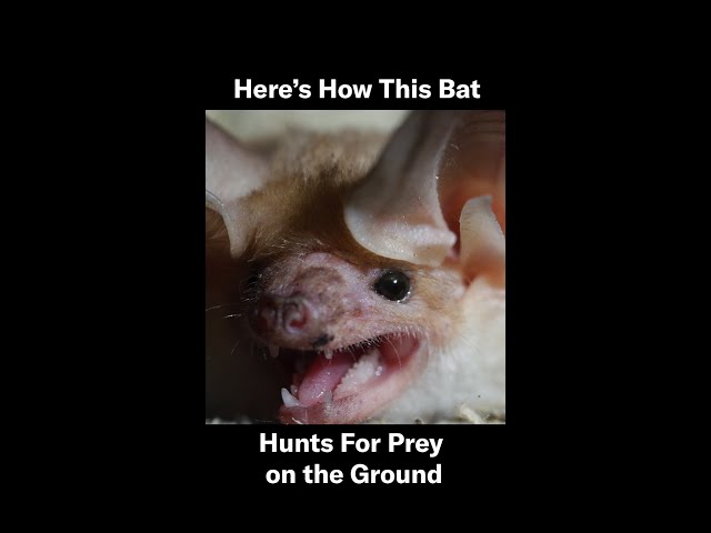 Pallid Bats Have Super Sensitive Hearing 🦇 👂 | Deep Look #Shorts