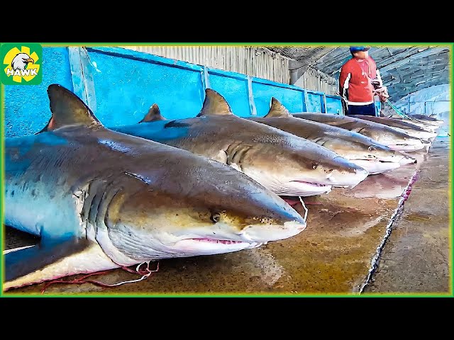 🦈 How Fishermen Catch Sharks and Process Shark Products - Shark Processing Factory