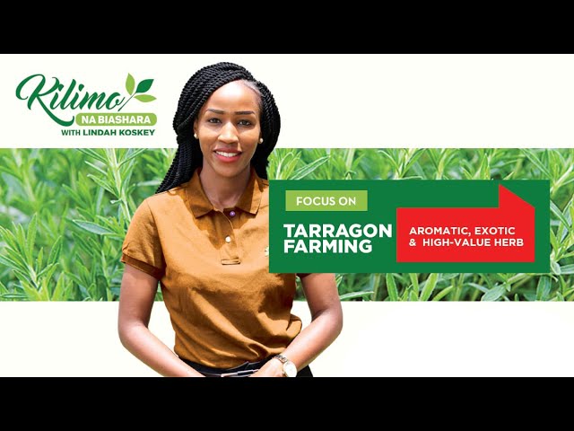 Focus on Tarragon Farming | Kilimo na Biashara