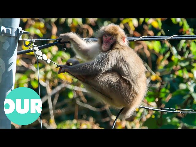 These Are The Mischievous Macaque Gangs In Tokyo Suburbs | Wild Tokyo | Our World
