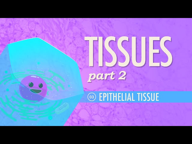 Tissues, Part 2 - Epithelial Tissue: Crash Course Anatomy & Physiology #3