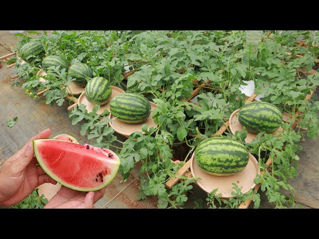 This is an effective method of growing watermelon at home - Lots of fruit - Sweet fruit