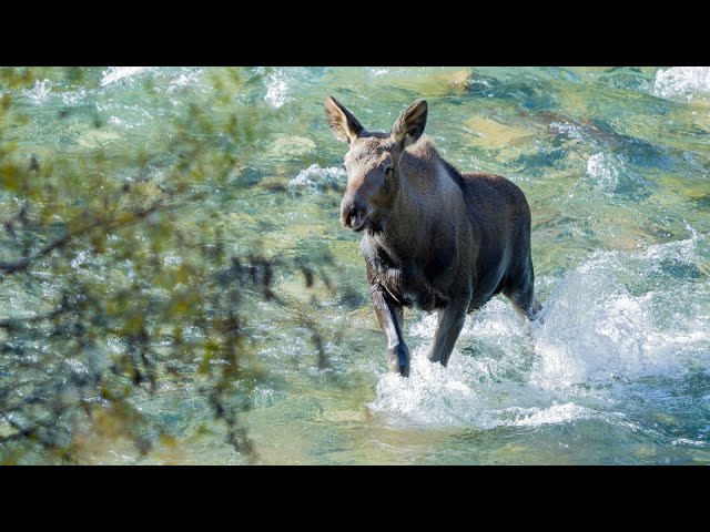 Moose Calf Gets Rut Zoomies in the Lake