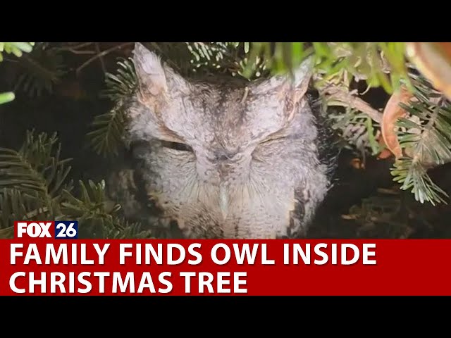 Family finds owl on Christmas tree