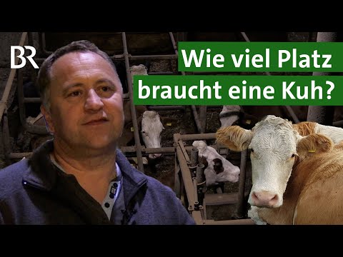Mehr Tierwohl: Wie viel Platz brauchen Kühe im Stall? | Tierschutz | Unser Land | BR