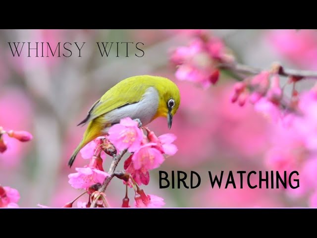 Bird Watching with Soothing Bird Sounds