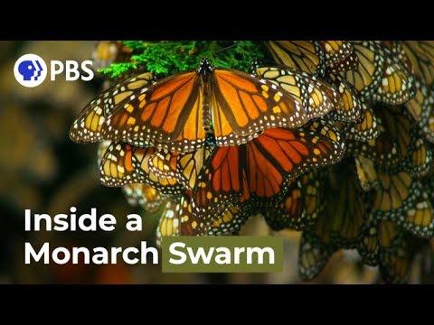 Watch a Breathtaking Monarch Butterfly Swarm