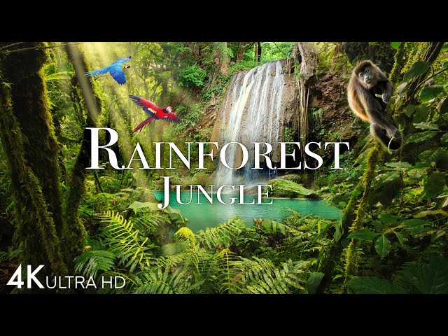 Rainforest 4K - The World’s Amazing Tropical Rainforest | Jungle Sounds | Scenic Relaxation Film