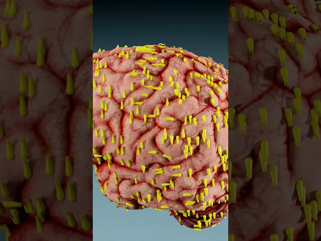 How Brain Eating Amoeba Kills? (3D Animation) #shorts