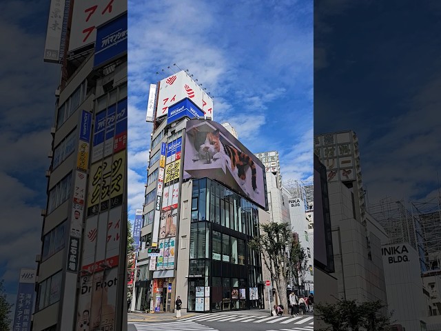 Live 3D Billboard #Japan