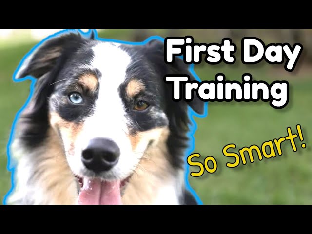 How to Train New Australian Shepherd! | First Lesson Amazing Results! | Obedience Training Aussie