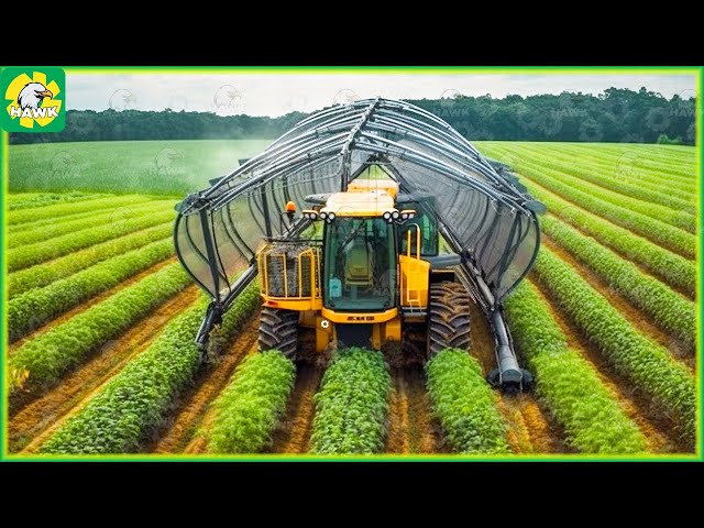 Modern Agriculture Machines Harvesting Tons of Fennel, Red Cabbage, Green Onion.....