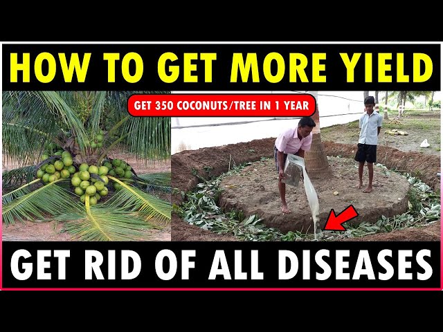 How to get more Yield from Coconut Tree | How to get rid of all Coconut Tree Diseases