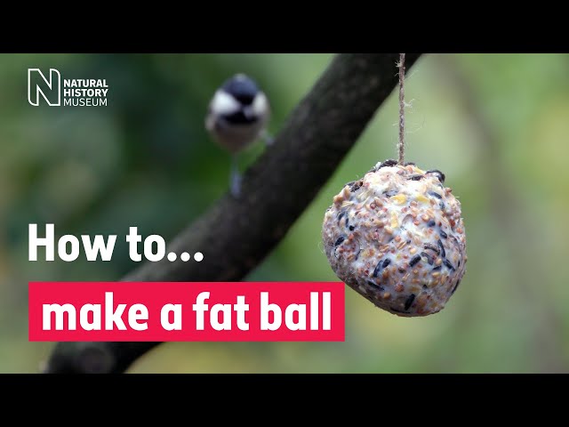 How to make fat balls for birds | Natural History Museum