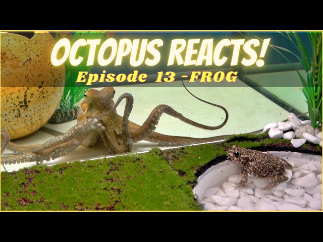 Octopus Reacts to Frog - Episode 13