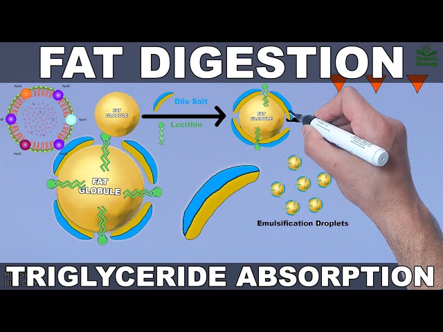 Fat Digestion and Absorption | Triglycerides