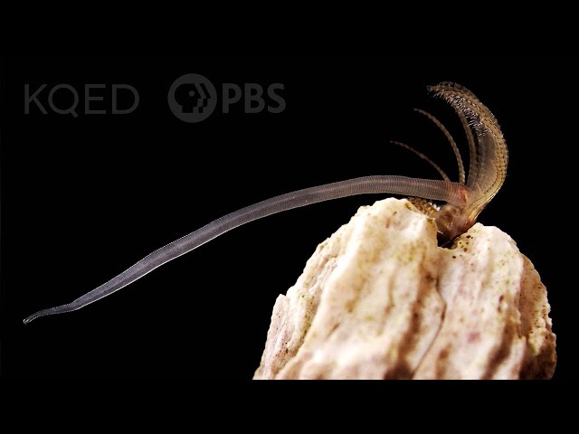 Barnacles Go To Unbelievable Lengths To Hook Up | Deep Look