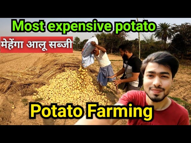 Pehli Baar Dekha itna Saara Potato | Gold Farming | expensive Vegetables | India Bangladesh Border |