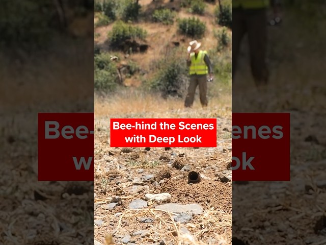 Bee-hind the Scenes with Deep Look | #Shorts