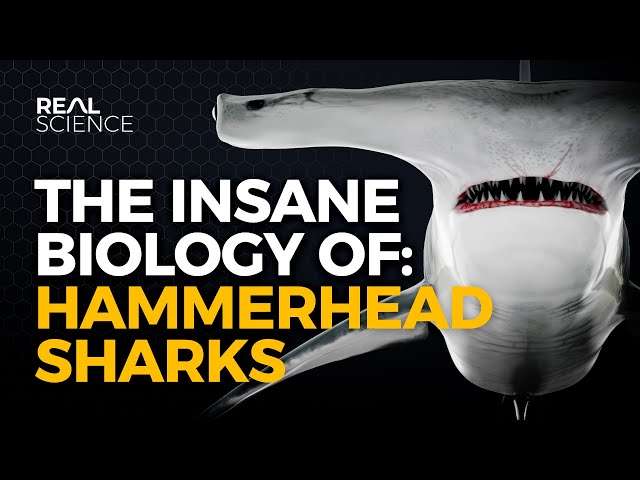 The Insane Biology of: Hammerhead Sharks