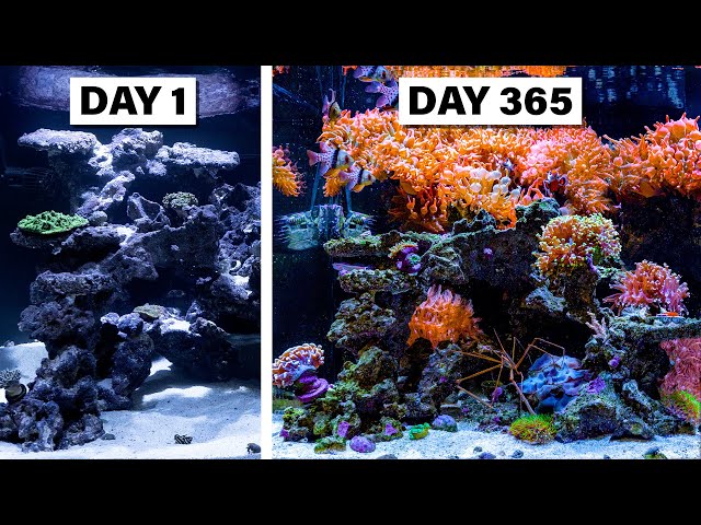 I Created a Vivid Indoor Ocean in 365 Days