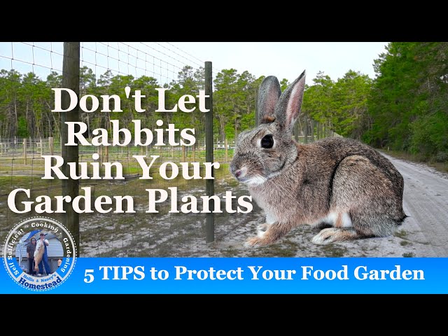 Don't Let Rabbits Ruin Your FOOD Garden: 5 Expert Tips for Deterrent