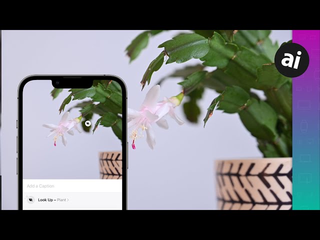 How To Identify Plants & Flowers With Your iPhone Camera! No App Needed!!