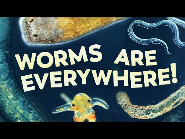 You Can't Escape Worms | Compilation