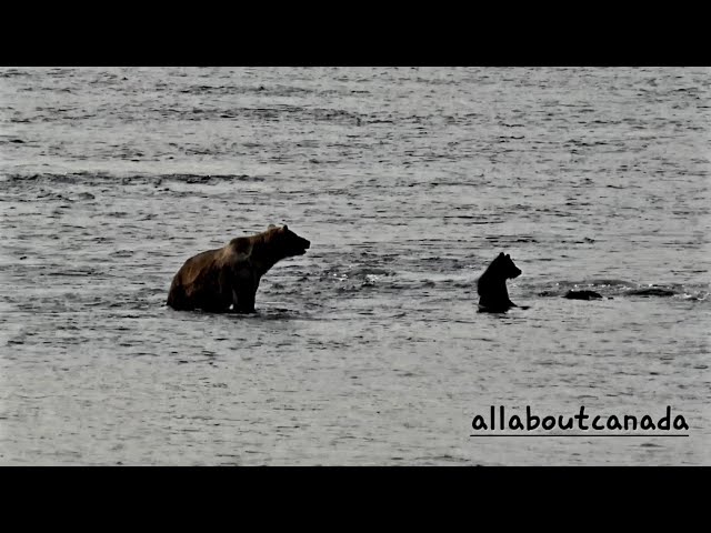 Momma Grizzly Bear gives encouragement to her cub! | Canada's Nature | Wildlife | B.C. Canada