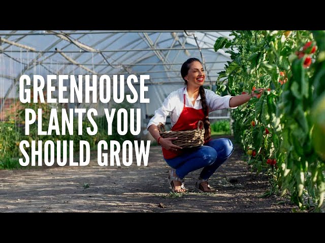 25 Best Greenhouse Plants You Should Grow