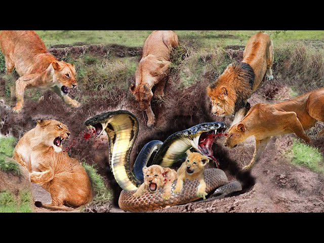 Lion Vs Snake_Evil Cobra Tortured Lion Cub To Death In Front Of Lion Mother's Eyes.What Will Happen?