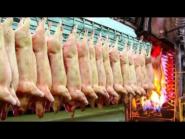See How Amazing Pig Slaughterhouse Works - Pork Processing Process in Modern Factory