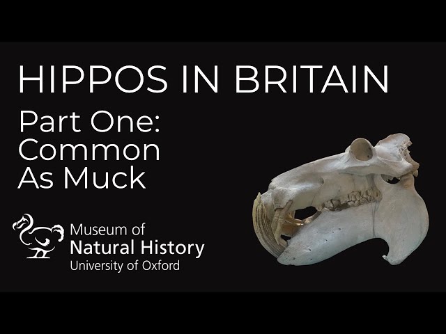 Hippos in Britain -- Part 1: Common As Muck