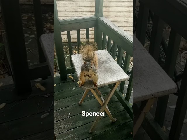 Spencer the Squirrel Knocking on the Door