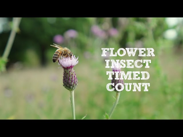 Help to survey for insects - try a 10-minute Flower-Insect Timed Count (FIT count)
