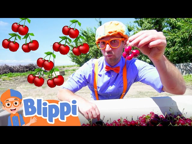 Blippi Visits a Cherry Farm | Healthy Eating For Children | Educational Videos For Kids