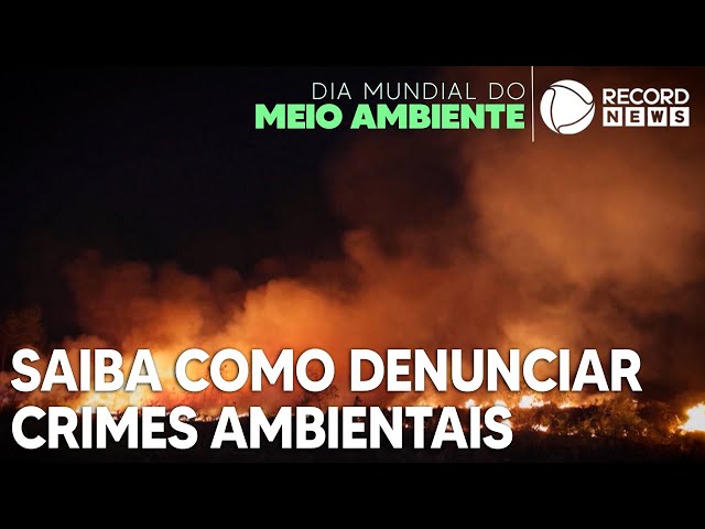 Dia Mundial do Meio Ambiente: Brasil oferece canais de combate a crimes ambientais