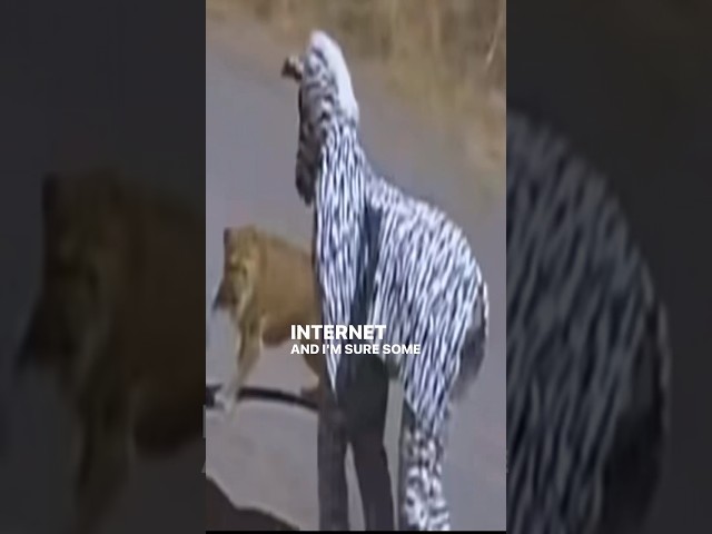 The Men Behind the Zebra Suit
