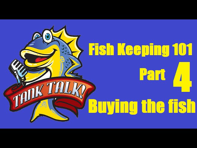 Fish Keeping 101 Part 4 "Buying the fish". Tank Talk presented by KGTropicals
