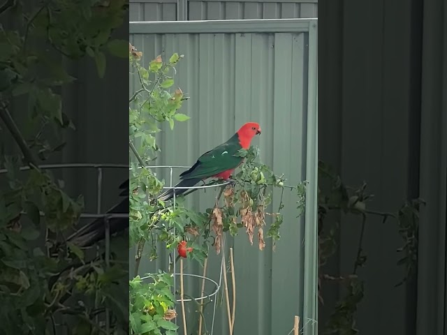 King Parrot Snacking On My Tomato's #shorts