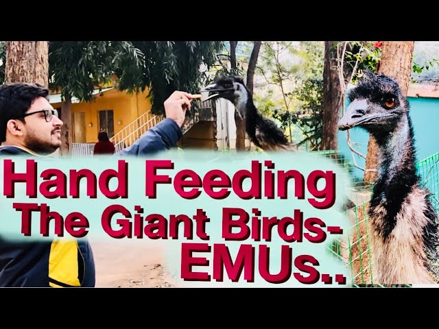 Hand Feeding The Giant Birds- Emu