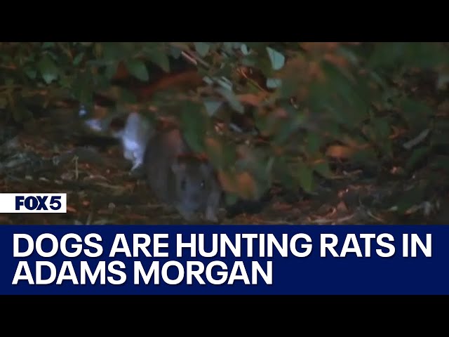 Dogs are hunting rats in Adams Morgan | FOX 5's DMV Zone