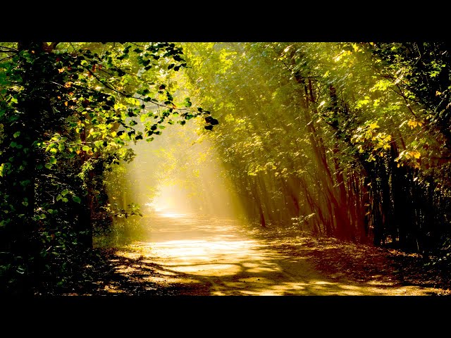 30 Minute Relaxing Music • Meditation Music Relax Mind Body • Yoga Music, Spa Music