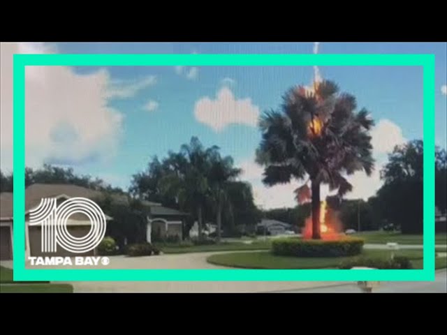 Video captures lightning striking tree in Lutz, Florida, neighborhood
