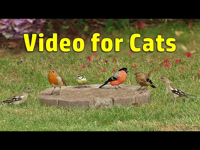 Video for Cats to Watch - Follow The Birds - Cat TV ~ 8 HOURS ⭐