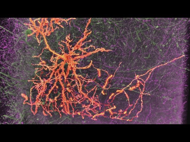 Neurons & Synapses