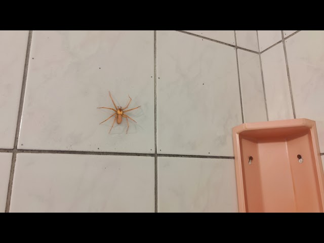 Big Spider in Bathroom
