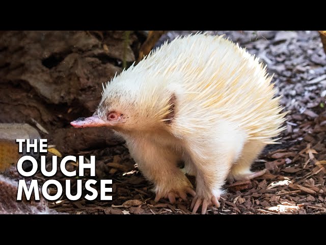 The Echidna Makes The Platypus Look Normal